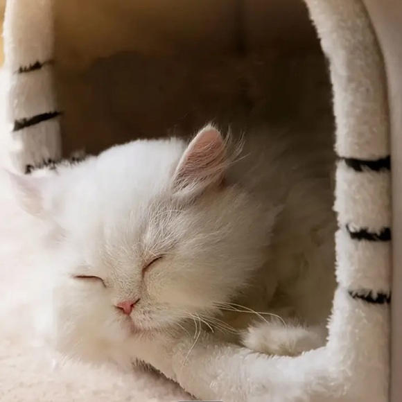 COPY - BRAND NEW!  Foldable Cat House W/ Removable Plush Cushion - Picture 4 of 7